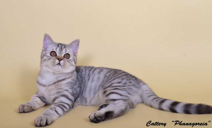 Скоттиш-страйт: описание породы кошек, фото, уход, цена