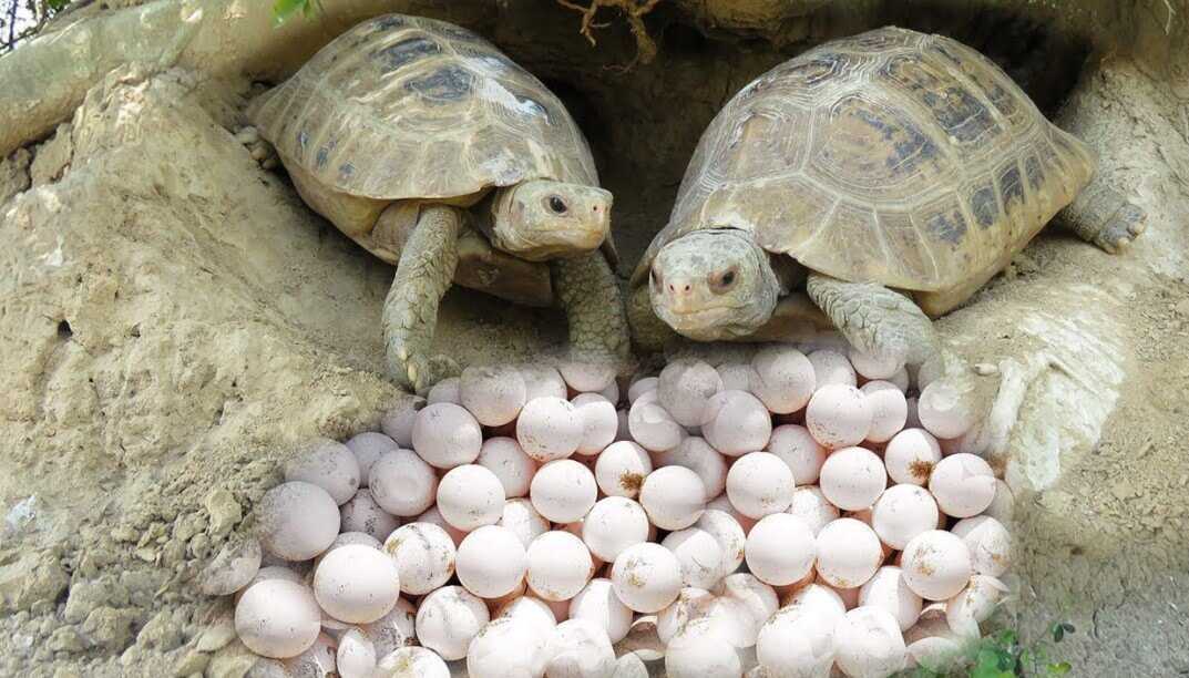 Как проходит процесс вылупления черепашки из яйца. Как правильно ухаживать и чем кормить новорожденных красноухих и сухопутных черепах. Как черепахи заботятся о своем потомстве.