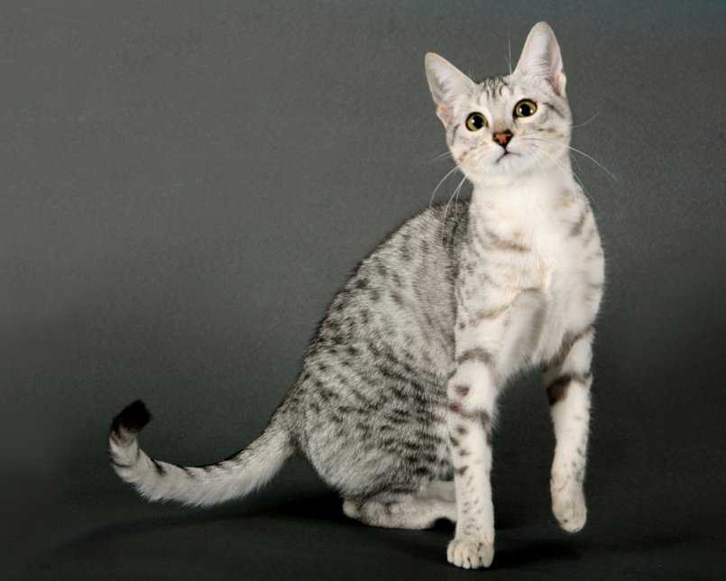 Порода кошек бразильская короткошерстная - описание, фото, купить