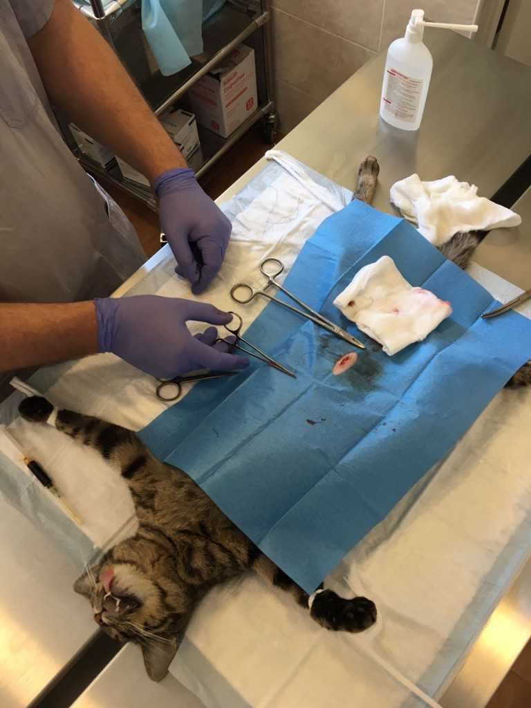 Как ухаживать за котом после кастрации: рекомендации по послеоперационному уходу на 7 дней, обработка раны, диета