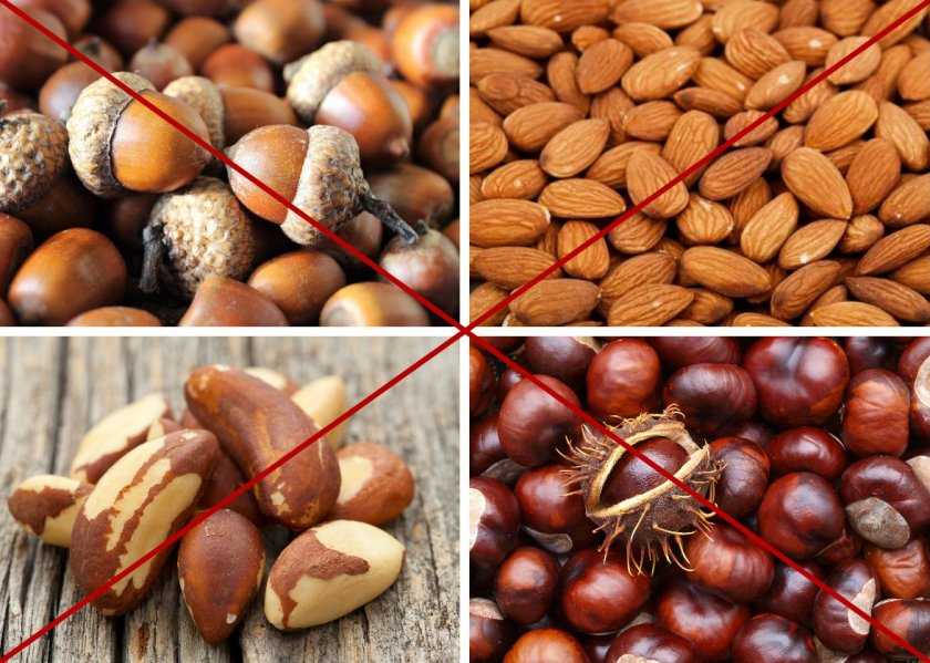 Кешью, арахис, грецкие и кедровые орехи– излюбленное лакомство хомячков, однако, из-за высокой жирности необходимо ограничить их количество.