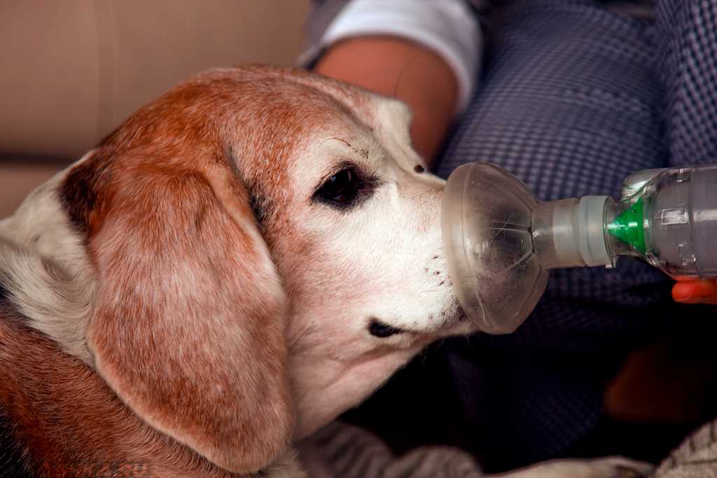 Почему собака кашляет и чем лечить - здоровье животных | сеть ветеринарных клиник, зоомагазинов, ветаптек в воронеже