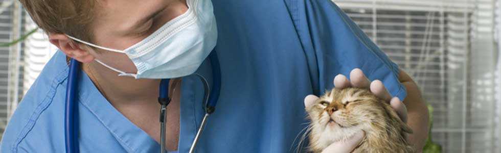 Идиопатические воспалительные заболевания кишечника у кошек. выбор рациональной терапии