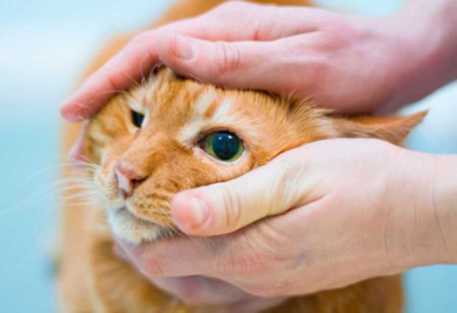 Хлоргексидин и раствор фурацилина для ухода и промывания глаз кошкам