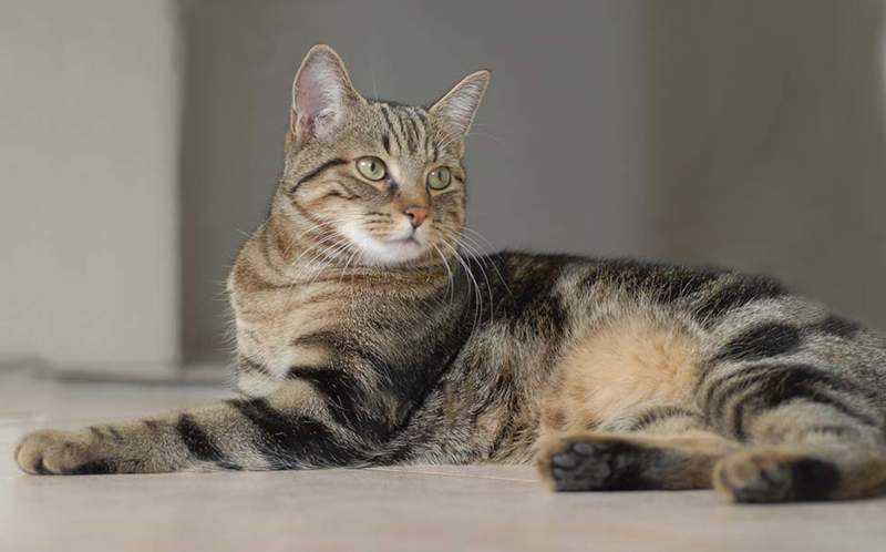 Сококе кошка. описание, особенности, уход и цена кошки сококе