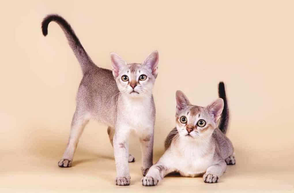 Самые ласковые породы кошек с фотографиями и названиями