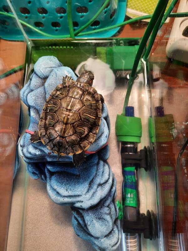 Можно ли красноухую черепаху держать без воды? сколько по времени может находиться черепашка без воды в домашних условиях?