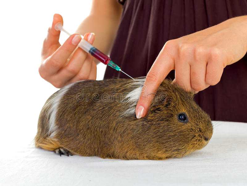 ᐉ нужны ли прививки морским свинкам и как часто их нужно делать? - zoopalitra-spb.ru