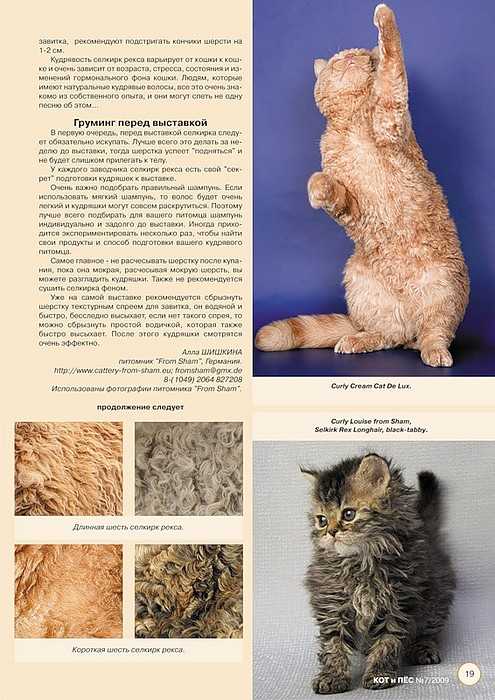 Кошки породы уральский рекс: описание, характер, советы по содержанию и уходу, фото