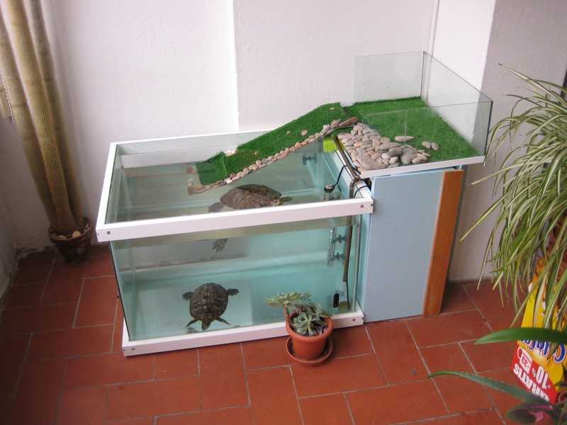 Аквариум для красноухой черепахи: как обустроить аквариум