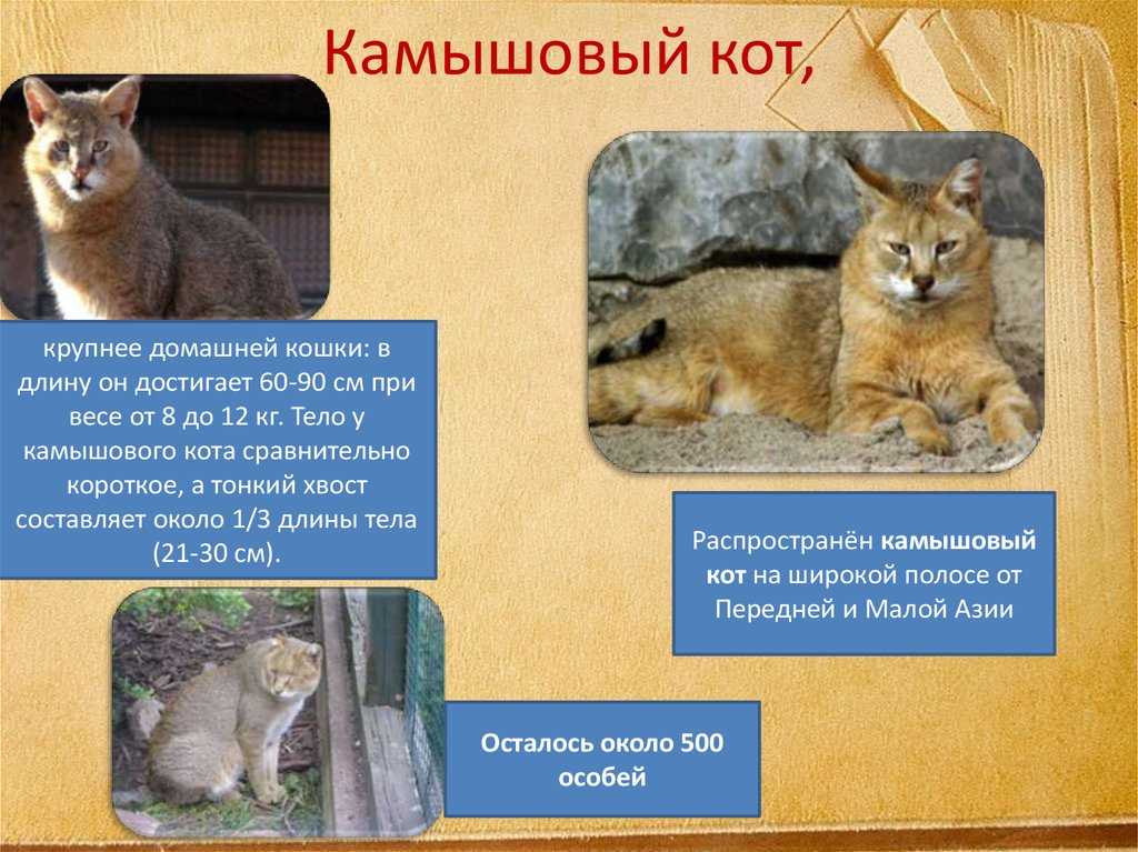 Камышовая порода домашних кошек