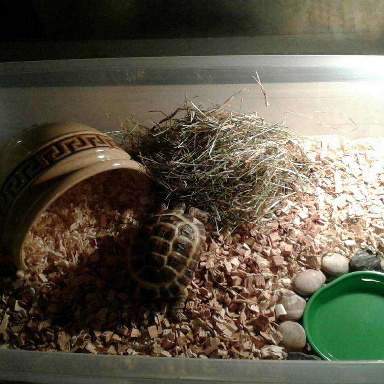 Террариум для сухопутной черепахи своими руками – пошаговая инструкция