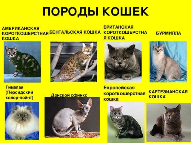 Русские породы кошек [фото + список пород]