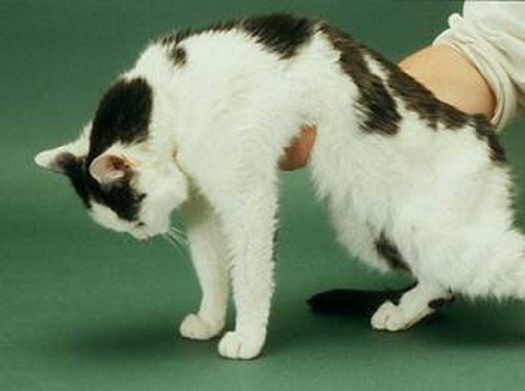 Можно ли вылечить паралич у кошек