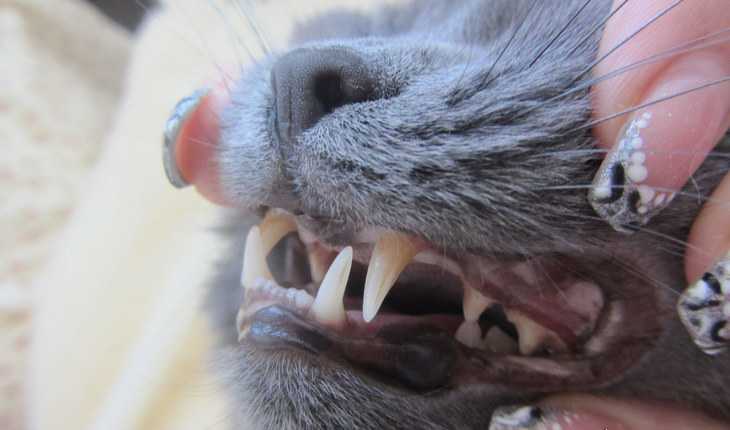 Как чистить зубы кошке и ухаживать за ее полостью рта в домашних условиях | hill's pet