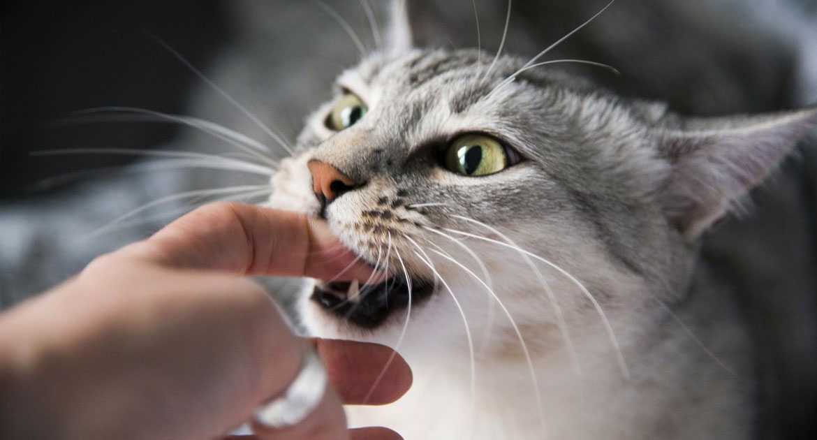 5 причин почему кошка грызет когти