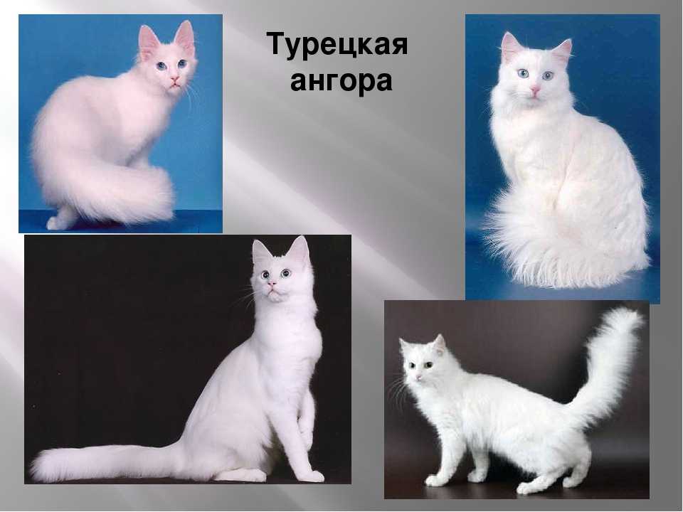 Турецкая ангора: все о кошке, фото, описание породы, характер, цена