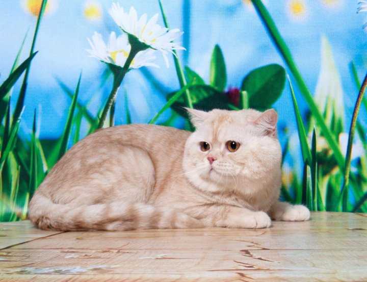 Хайленд страйт - характеристика породы, характер, уход - мир кошек