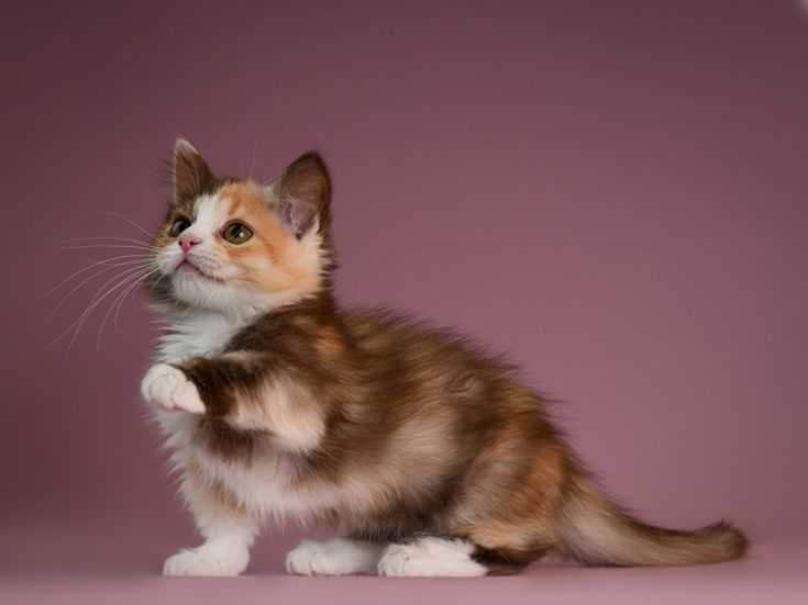 Манчкин кошка с короткими лапами фото, описание породы, цена котят, отзывы