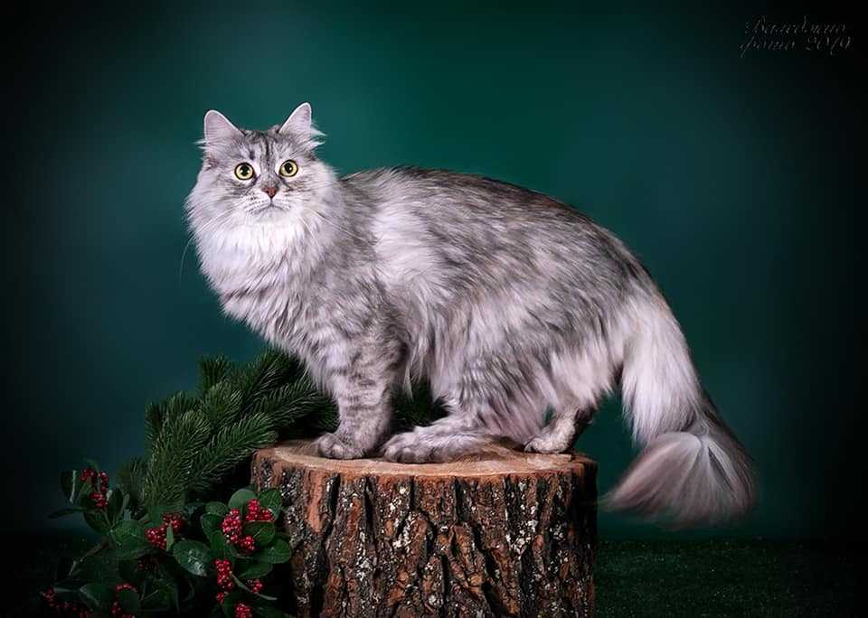 Сибирская кошка 🐈 фото, описание, характер, факты, плюсы, минусы кошки ✔