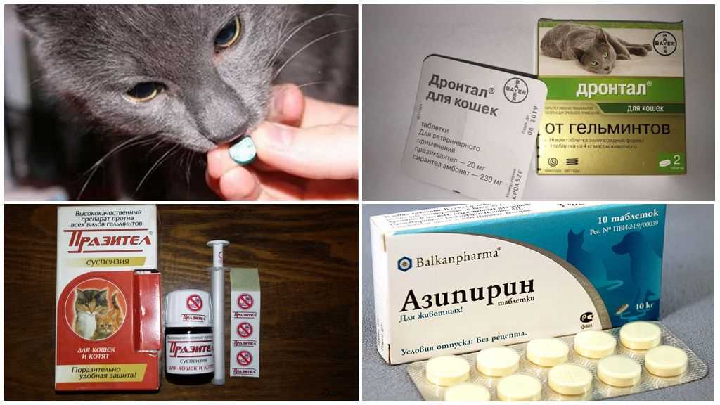 Гельминтоз у кошек: симптомы и лечение