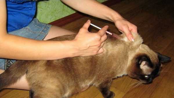 Капельница кошке подкожно через катетер, как поставить капельницу коту в холку
