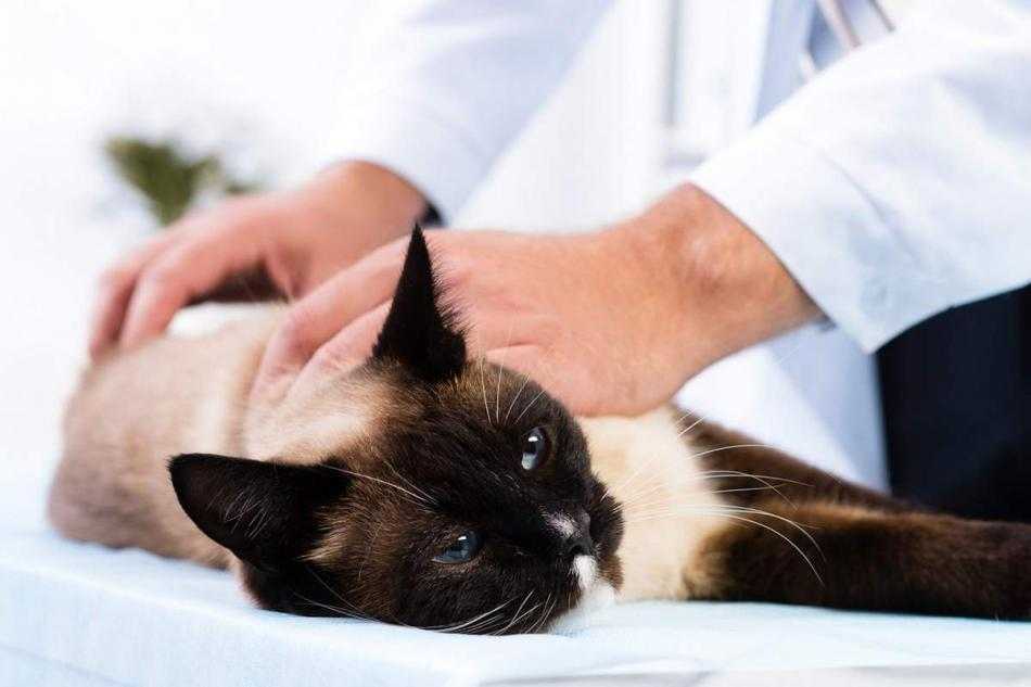 Как делать кошке массаж от запора: назначение, техника проведения
