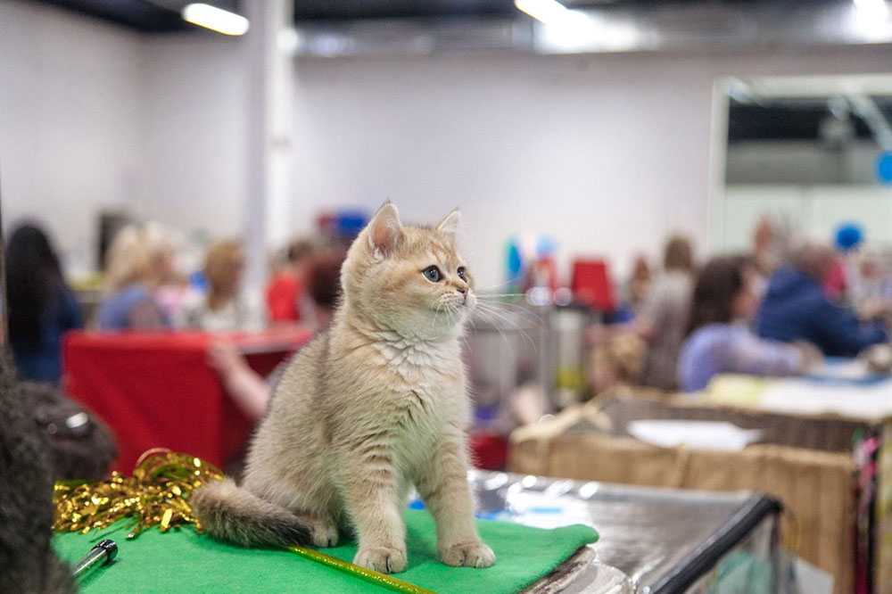 Выставка кошек в москве: какие кошки участвуют- подготовка к выставке +видео