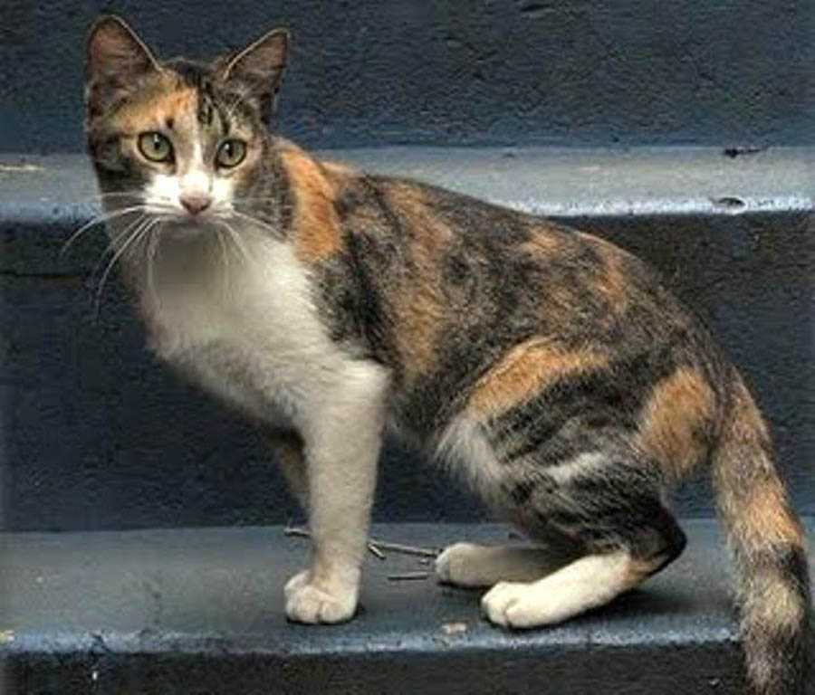 Бразильская короткошерстная кошка: описание породы с фото, правила содержания