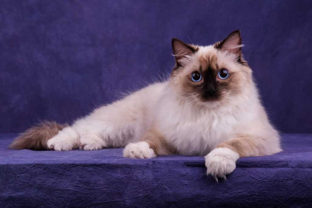 Рэгдолл: 125 фото кошек, описание породы, стандарты и характеристики породистой кошки