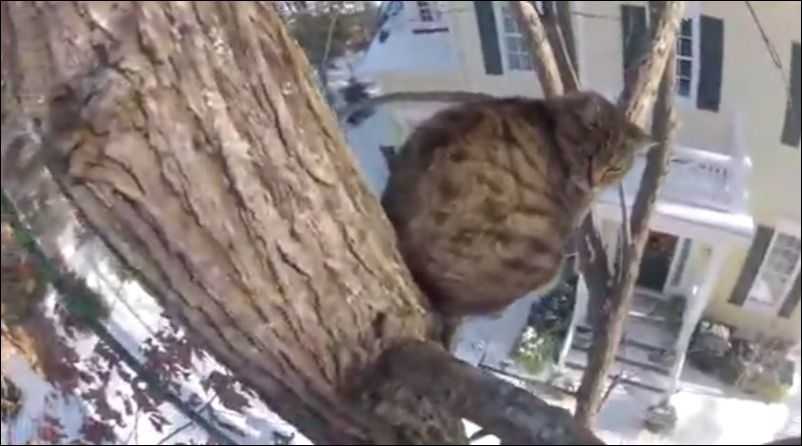 Как снять кошку с дерева: самостоятельно или что делать и куда звонить