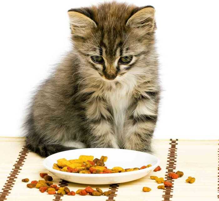Как приучить котенка есть домашнюю еду. приучаем кошку к домашней еде: доводы в пользу здорового питания. чего делать нельзя