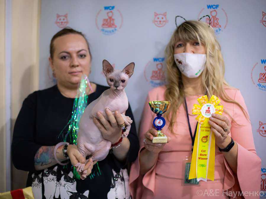 Беспородные кошки на выставках: стать звездой может каждый