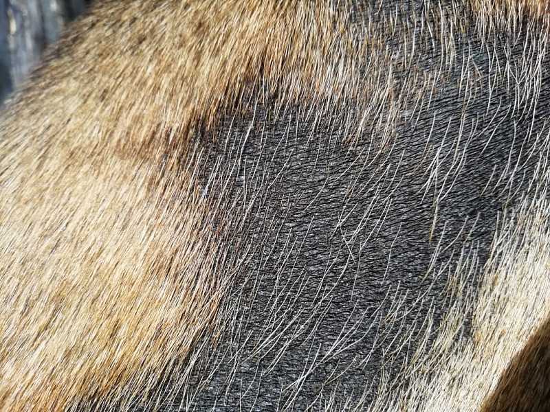 Признаки выпадения волос. как определить болезнь на первой стадии
