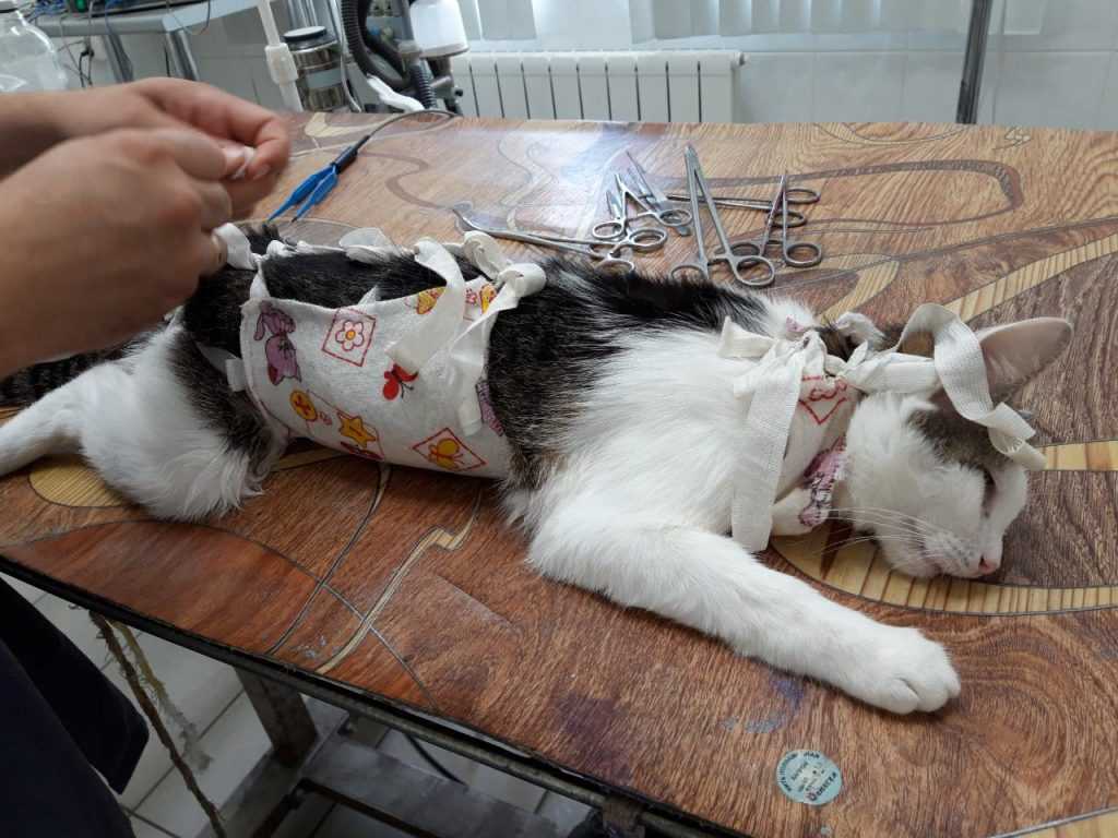 Стерилизация кошек и кастрация котов в челябинске