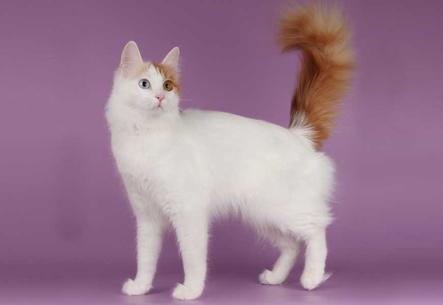 Турецкая короткошерстная (анатолийская кошка):фото, цена, описание породы