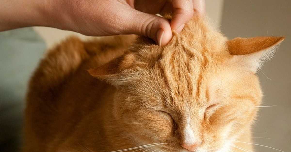 Как правильно гладить кошку: где можно и нельзя гладить кота