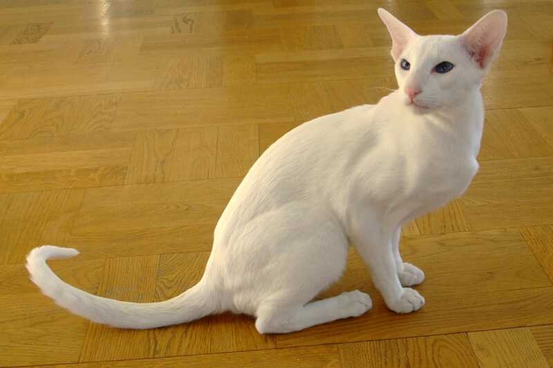 Форин вайт — описание породы кошек