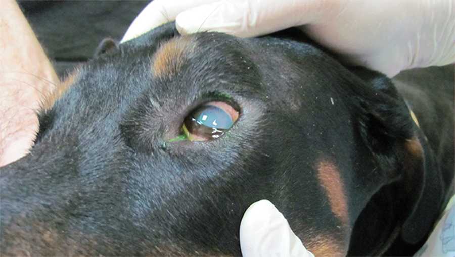 Лечение пироплазмоза у животных