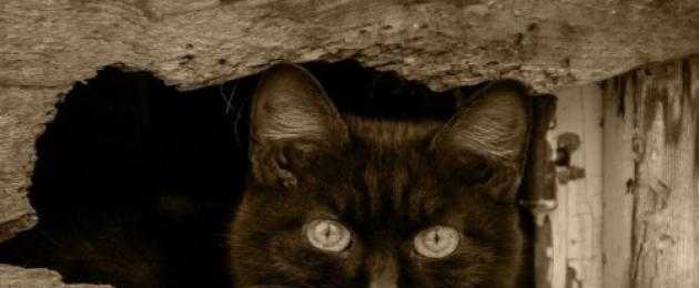 Можно ли держать в доме черного кота, согласно приметам