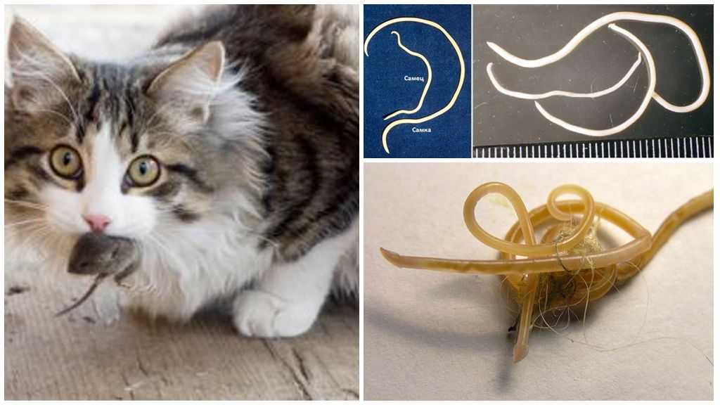 Аскаридозы – распространенные глистные патологии у кошек