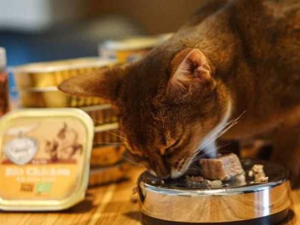 Чем и как кормить котенка от 1 до 3 месяцев?