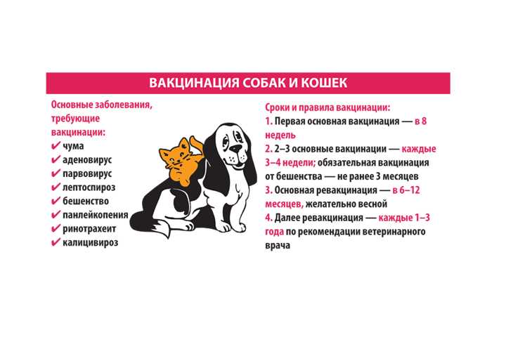 Вакцинация домашних животных: основные правила на supersadovnik.ru