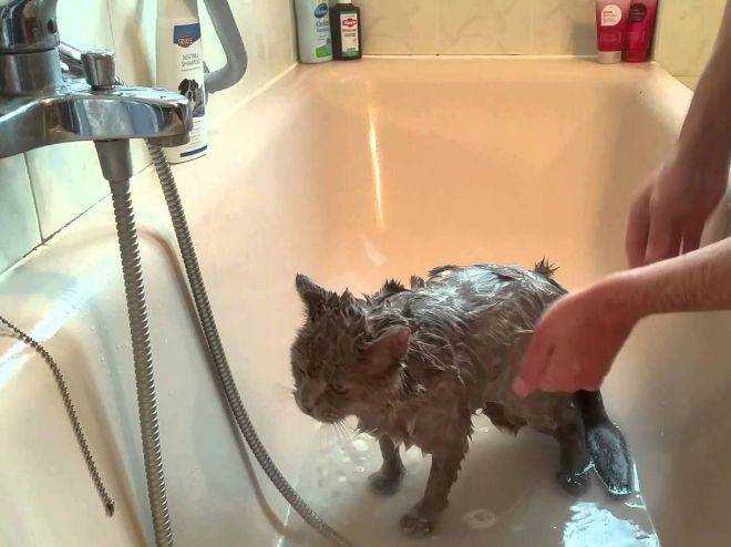 Можно ли мыть кормящую кошку после родов