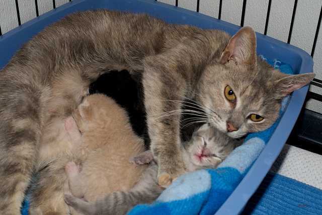 Беременность и роды у кошек в ветлечебнице «панвет»