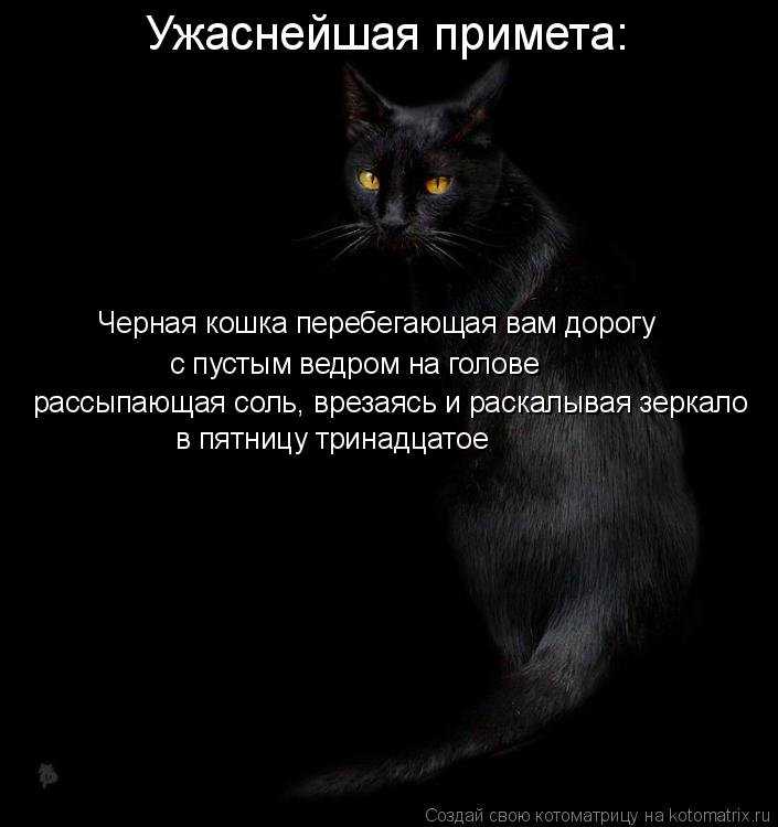 Черный кот в доме – 7 примет про них