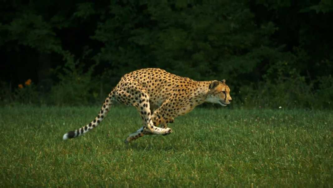 Какое животное в мире самое быстрое животное