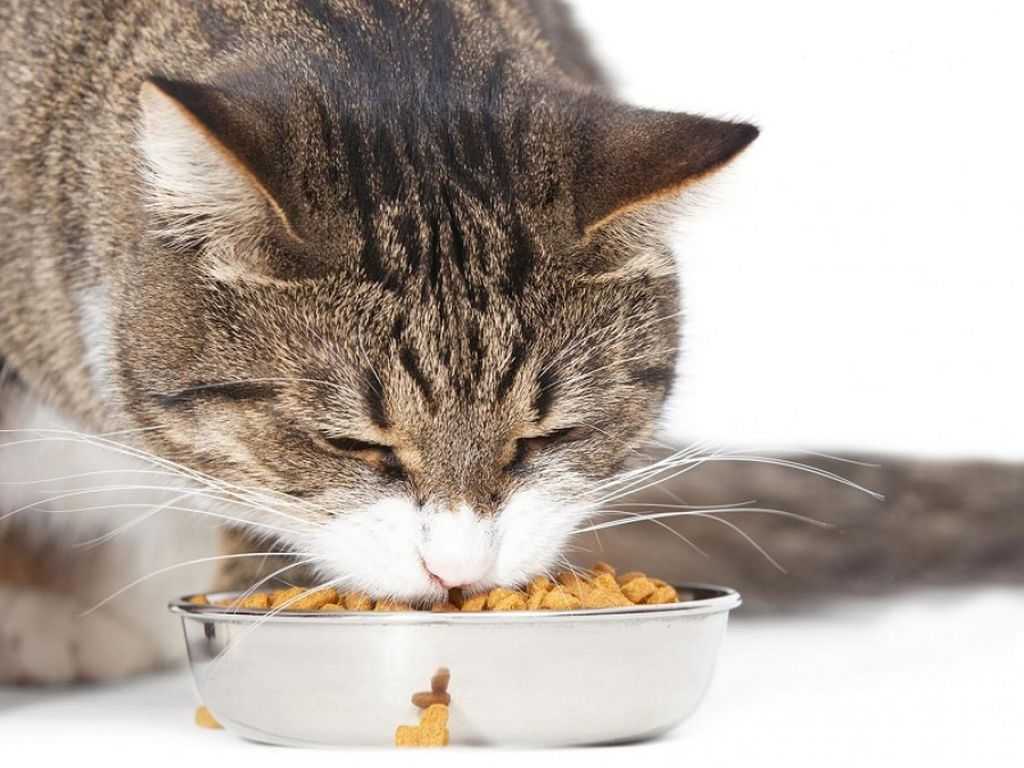 Приучаем кошку к домашней еде: доводы в пользу здорового питания