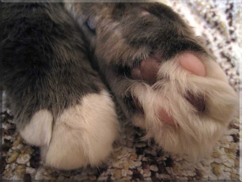 Сколько пальцев должно быть у кошек