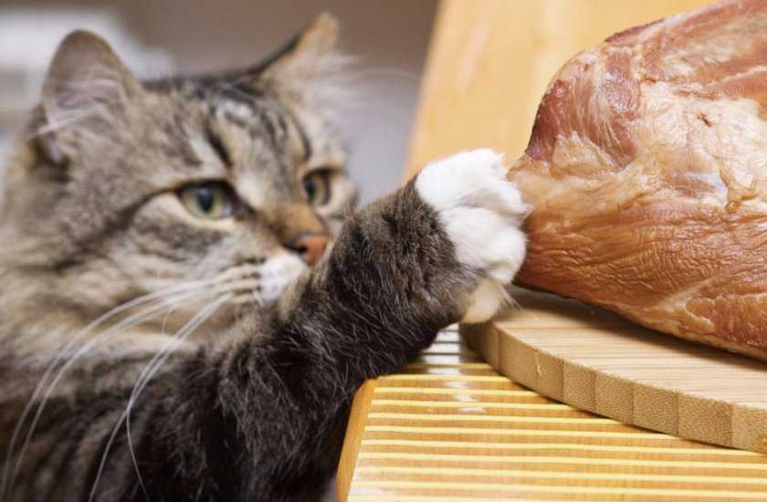 Можно ли кошкам давать хлеб: о полезных и вредных свойствах продукта, как давать